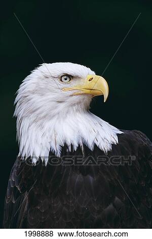 Stock Photo - Alaska, Tongass National Forest, Bald Eagle Close-Up (Haliaeetus Leucocephalus) Portrait. Fotosearch