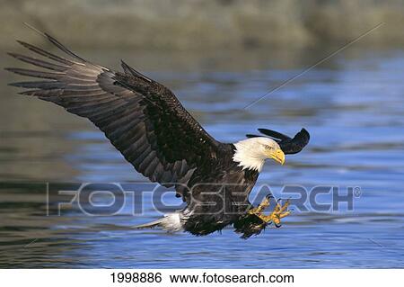 Alaska, Tongass National Forest, Bald Eagle Hunting Herring Along Shoreline B1651 View Large Photo Image Stock Photograph - Alaska, Tongass National Forest, Bald Eagle Hunting Herring Along Shoreline B1651. Fotosearch