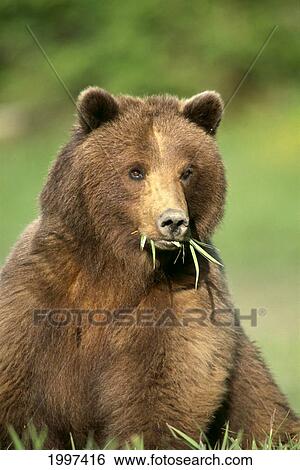 Stock Photograph - Alaska, Tongass National Forest, Brown Bear (Ursus Arctos) Foraging On Sedges, In Mouth A52A. Fotosearch