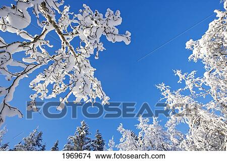 Picture - Alaska, Tongass National Forest, Hoar Frost Adorns The Branches Of An Alder.. Fotosearch