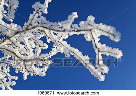 Stock Image - Alaska, Tongass National Forest, Hoar Frost Adorns The Branches Of An Alder.. Fotosearch