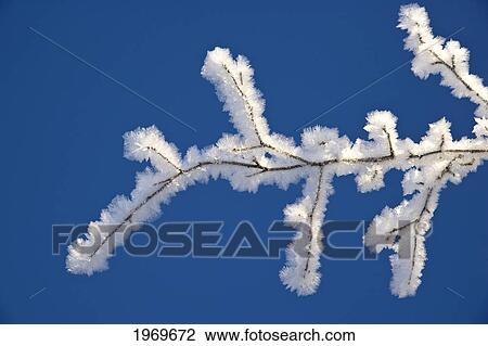 Stock Image - Alaska, Tongass National Forest, Hoar Frost Adorns The Branches Of An Alder.. Fotosearch