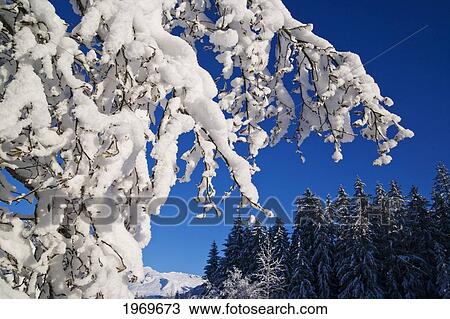 Stock Image - Alaska, Tongass National Forest, Hoar Frost Adorns The Branches Of An Alder.. Fotosearch