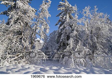 Stock Photograph - Alaska, Tongass National Forest, Hoar Frost Adorns The Branches Of An Alder.. Fotosearch
