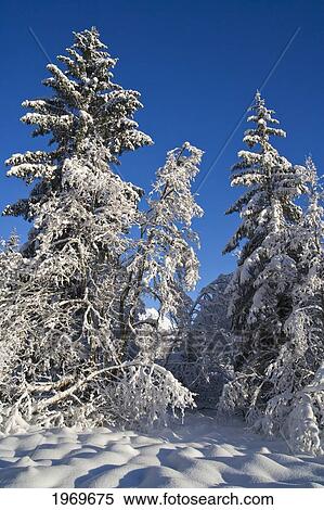 Stock Photography - Alaska, Tongass National Forest, Hoar Frost Adorns The Branches Of An Alder.. Fotosearch