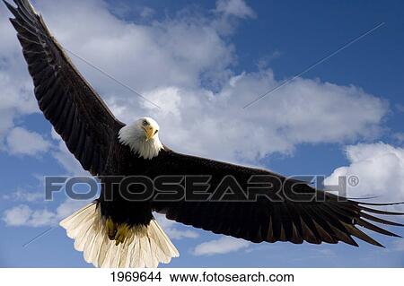 Alaska, Tongass National Forest, Inside Passage, Bald Eagle Flying In Blue Sky. View Large Photo Image Picture - Alaska, Tongass National Forest, Inside Passage, Bald Eagle Flying In Blue Sky.. Fotosearch