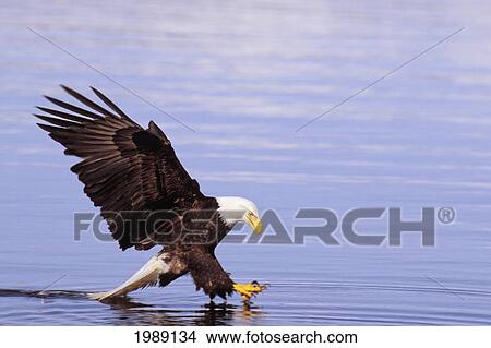 Alaska, Tongass National Forest, Inside Passage, Bald Eagle Fishing Along Shore. View Large Photo Image Picture - Alaska, Tongass National Forest, Inside Passage, Bald Eagle Fishing Along Shore.. Fotosearch