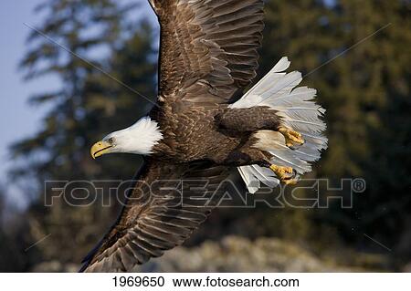Stock Image - Alaska, Tongass National Forest, Inside Passage, Bald Eagle Flying In Blue Sky.. Fotosearch