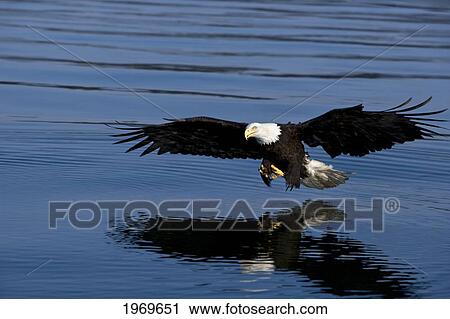 Stock Image - Alaska, Tongass National Forest, Inside Passage, Bald Eagle Fishing Along Shore.. Fotosearch