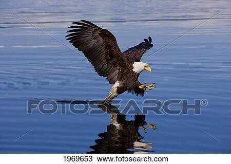 Stock Image - Alaska, Tongass National Forest, Inside Passage, Bald Eagle Fishing Along Shore.. Fotosearch