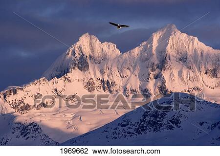 Alaska, Tongass National Forest, Inside Passage, Bald Eagle Flying In Blue Sky. View Large Photo Image Stock Image - Alaska, Tongass National Forest, Inside Passage, Bald Eagle Flying In Blue Sky.. Fotosearch
