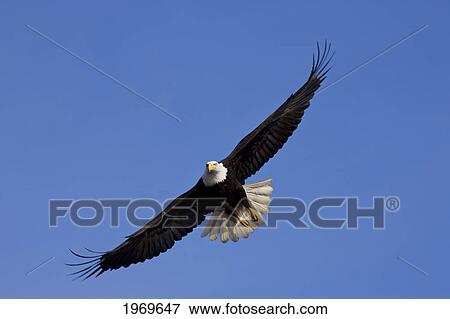 Alaska, Tongass National Forest, Inside Passage, Bald Eagle Flying In Blue Sky. View Large Photo Image Stock Photo - Alaska, Tongass National Forest, Inside Passage, Bald Eagle Flying In Blue Sky.. Fotosearch