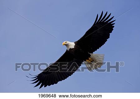 Alaska, Tongass National Forest, Inside Passage, Bald Eagle Flying In Blue Sky. View Large Photo Image Stock Photo - Alaska, Tongass National Forest, Inside Passage, Bald Eagle Flying In Blue Sky.. Fotosearch