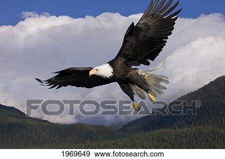 Stock Photo - Alaska, Tongass National Forest, Inside Passage, Bald Eagle Flying In Blue Sky.. Fotosearch
