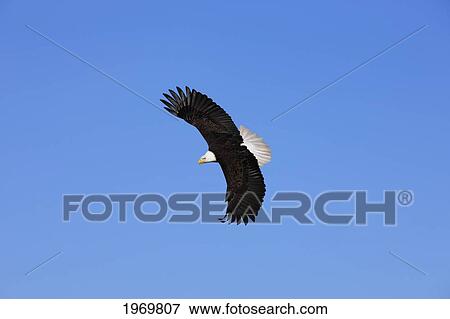 Stock Photo - Alaska, Tongass National Forest, Inside Passage, Bald Eagle Flying In Blue Sky.. Fotosearch