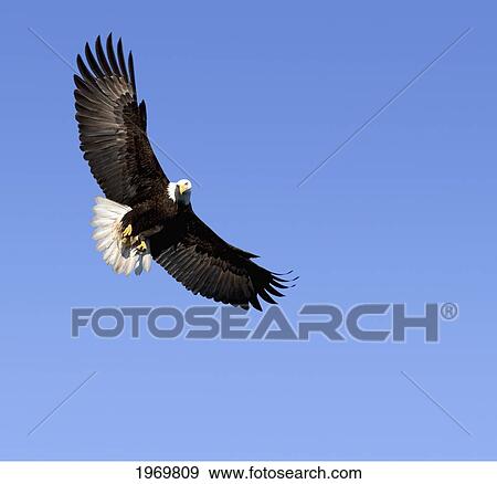 Alaska, Tongass National Forest, Inside Passage, Bald Eagle Flying In Blue Sky. View Large Photo Image Stock Photo - Alaska, Tongass National Forest, Inside Passage, Bald Eagle Flying In Blue Sky.. Fotosearch