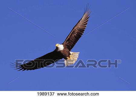 Alaska, Tongass National Forest, Inside Passage, Bald Eagle Flying In Blue Sky. View Large Photo Image Stock Photo - Alaska, Tongass National Forest, Inside Passage, Bald Eagle Flying In Blue Sky.. Fotosearch