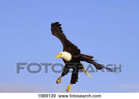 Stock Photo - Alaska, Tongass National Forest, Inside Passage, Bald Eagle Flying In Blue Sky.. Fotosearch