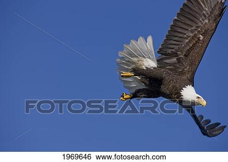 Alaska, Tongass National Forest, Inside Passage, Bald Eagle Flying In Blue Sky. View Large Photo Image Stock Photograph - Alaska, Tongass National Forest, Inside Passage, Bald Eagle Flying In Blue Sky.. Fotosearch