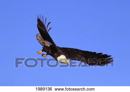 Alaska, Tongass National Forest, Inside Passage, Bald Eagle Flying In Blue Sky. View Large Photo Image Stock Photograph - Alaska, Tongass National Forest, Inside Passage, Bald Eagle Flying In Blue Sky.. Fotosearch