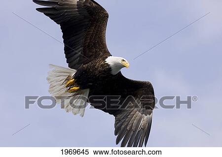 Alaska, Tongass National Forest, Inside Passage, Bald Eagle Flying In Blue Sky. View Large Photo Image Stock Photography - Alaska, Tongass National Forest, Inside Passage, Bald Eagle Flying In Blue Sky.. Fotosearch