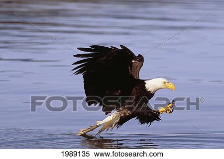 Stock Photography - Alaska, Tongass National Forest, Inside Passage, Bald Eagle Fishing Along Shore.. Fotosearch