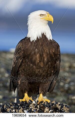 Alaska, Tongass National Forest, Closeup Of Bald Eagle (Haliaeetus Leucocephalus). View Large Photo Image Picture - Alaska, Tongass National Forest, Closeup Of Bald Eagle (Haliaeetus Leucocephalus).. Fotosearch