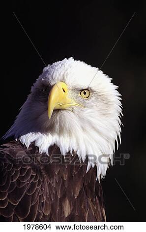 Alaska, Tongass National Forest, Closeup Of Bald Eagle (Haliaeetus Leucocephalus). View Large Photo Image Picture - Alaska, Tongass National Forest, Closeup Of Bald Eagle (Haliaeetus Leucocephalus).. Fotosearch