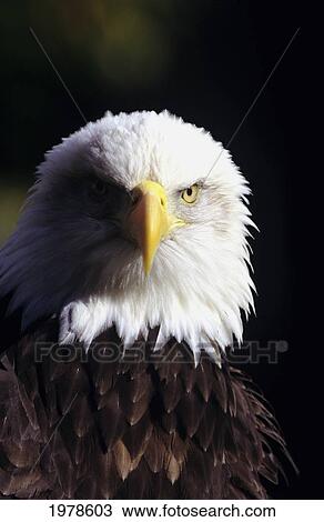 Alaska, Tongass National Forest, Closeup Of Bald Eagle (Haliaeetus Leucocephalus). View Large Photo Image Stock Image - Alaska, Tongass National Forest, Closeup Of Bald Eagle (Haliaeetus Leucocephalus).. Fotosearch
