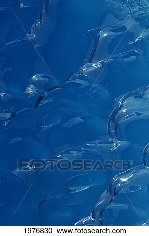 Stock Image - Alaska, Tongass National Forest, Tracy Arm-Fords Terror Wilderness Area, Close-Up Of Glacial Ice.. Fotosearch