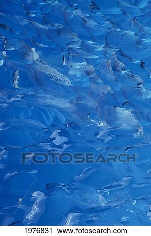 Alaska, Tongass National Forest, Tracy Arm-Fords Terror Wilderness Area, Close-Up Of Glacial Ice. View Large Photo Image Stock Image - Alaska, Tongass National Forest, Tracy Arm-Fords Terror Wilderness Area, Close-Up Of Glacial Ice.. Fotosearch