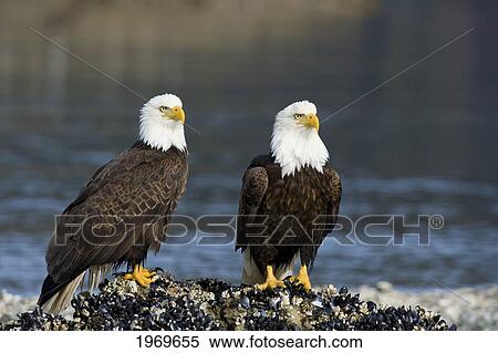 Stock Photography - Alaska, Tongass National Forest, Two Bald Eagles (Haliaeetus Leucocephalus) Scan The Surrounding Waters From Their Perch On Mussel Covered Reef.. Fotosearch
