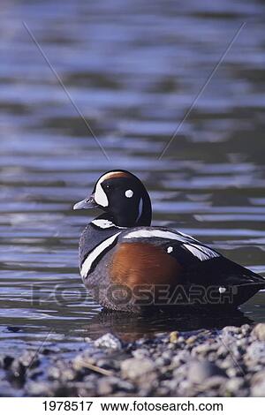 Alaska, Tongass National Forest, View Of Harlequin Duck At Waters Edge. View Large Photo Image Stock Photo - Alaska, Tongass National Forest, View Of Harlequin Duck At Waters Edge.. Fotosearch