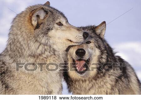 Stock Photo - Alaska, Two Gray Wolves At The Forests Edge.. Fotosearch