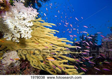 Alconarian and Gorgonian Coral; Fiji View Large Photo Image Stock Photo - Alconarian and Gorgonian Coral; Fiji. Fotosearch