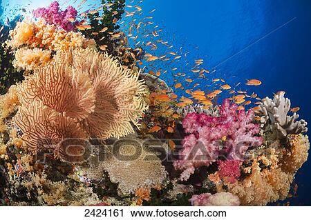 Alconarian and gorgonian coral with schooling bigeye jacks dominate this Fijian reef scene; Fiji View Large Photo Image Stock Image - Alconarian and gorgonian coral with schooling bigeye jacks dominate this Fijian reef scene; Fiji. Fotosearch