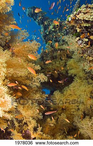 Alconarian Coral and school of Anthias; Fiji View Large Photo Image Stock Photograph - Alconarian Coral and school of Anthias; Fiji. Fotosearch