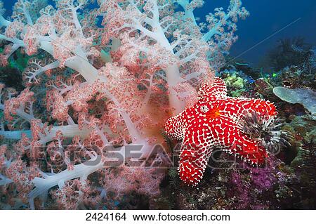 Picture - Alconarian coral, starfish, crinoids and a feather dust worm all compete for space in this Indonesian reef scene off Rinca Island in Komodo National Park; Indonesia. Fotosearch