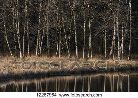 Alders reflect in water on a winter afternoon; Cathlamet, Washington, United States of America View Large Photo Image Picture - Alders reflect in water on a winter afternoon; Cathlamet, Washington, United States of America. Fotosearch