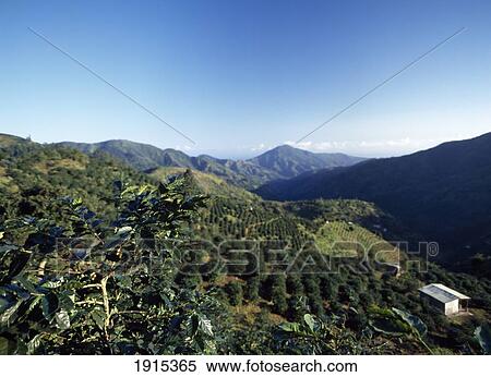 Stock Photography - Alec Twymans Coffee Estate. Fotosearch