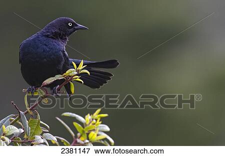 Stock Photo - Alert Brewer's blackbird perched on twig; Big Sur, California, USA. Fotosearch