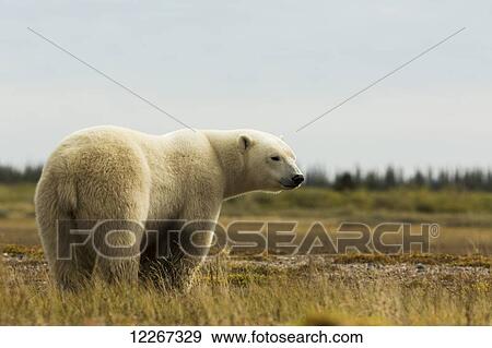 Alert polar bear standing in a field; Manitoba, Canada View Large Photo Image Stock Photo - Alert polar bear standing in a field; Manitoba, Canada. Fotosearch