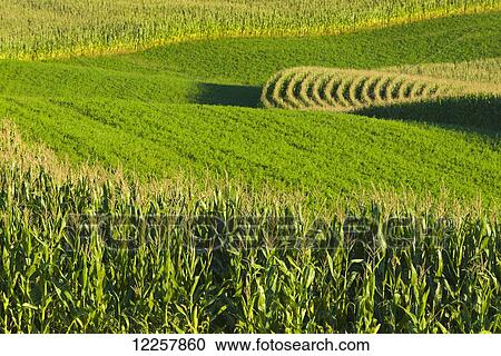 Stock Image - Alfalfa fields and corn fields are terraced among dairy farms; Iowa, United States of America. Fotosearch