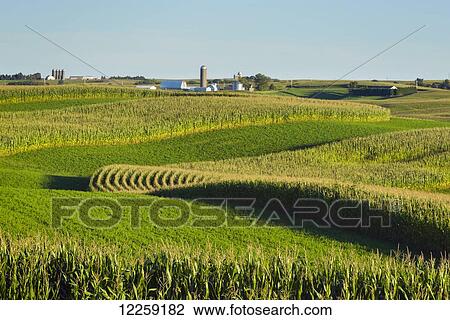 Alfalfa fields and corn fields are terraced among dairy farms; Iowa, United States of America View Large Photo Image Stock Image - Alfalfa fields and corn fields are terraced among dairy farms; Iowa, United States of America. Fotosearch