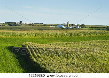 Alfalfa fields and corn fields are terraced among dairy farms; Iowa, United States of America View Large Photo Image Stock Image - Alfalfa fields and corn fields are terraced among dairy farms; Iowa, United States of America. Fotosearch