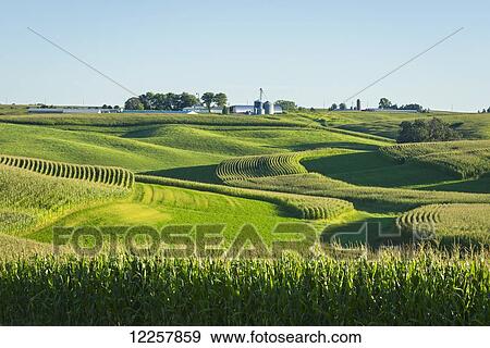 Stock Photo - Alfalfa fields and corn fields are terraced among dairy farms; Iowa, United States of America. Fotosearch