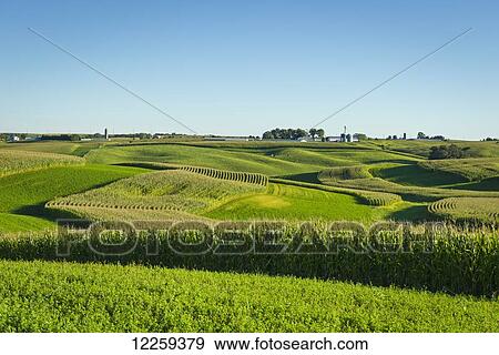 Alfalfa fields and corn fields are terraced among dairy farms; Iowa, United States of America View Large Photo Image Stock Photo - Alfalfa fields and corn fields are terraced among dairy farms; Iowa, United States of America. Fotosearch