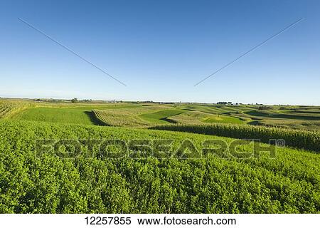 Alfalfa fields and corn fields are terraced among dairy farms; Iowa, United States of America View Large Photo Image Stock Photography - Alfalfa fields and corn fields are terraced among dairy farms; Iowa, United States of America. Fotosearch