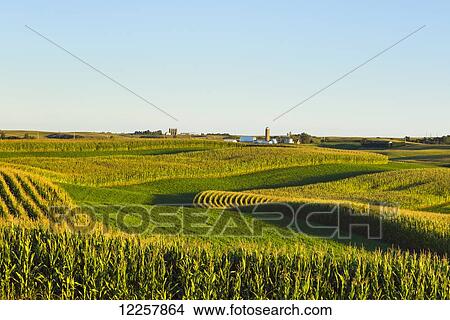 Alfalfa fields and corn fields that are terraced among dairy farms; Iowa, United States of America View Large Photo Image Picture - Alfalfa fields and corn fields that are terraced among dairy farms; Iowa, United States of America. Fotosearch