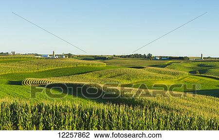 Alfalfa fields and corn fields that are terraced among dairy farms; Iowa, United States of America View Large Photo Image Stock Image - Alfalfa fields and corn fields that are terraced among dairy farms; Iowa, United States of America. Fotosearch